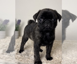 Pug Puppy for sale in FRANKLIN, IN, USA