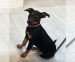 Small #3 Labrador Retriever Mix