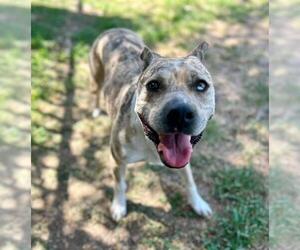 ARIES - Female Mutt Dog for Adoption - Photo #2