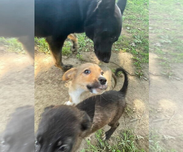 Medium Photo #6 Siberian Husky-Unknown Mix Puppy For Sale in Germantown, OH, USA