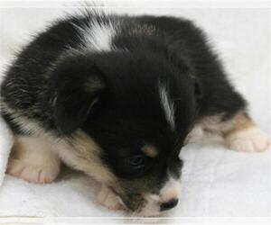 Pembroke Welsh Corgi Puppy for sale in WOODMAN, WI, USA
