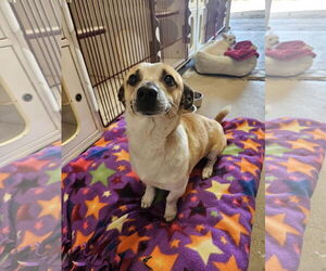 Jack Russell Terrier-Unknown Mix Dogs for adoption in El Centro, CA, USA