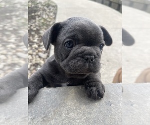 French Bulldog Puppy for sale in MILLERSBURG, OH, USA