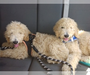 Poodle (Standard)-Unknown Mix Puppy for sale in CITRUS HEIGHTS, CA, USA