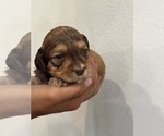 Small #11 Bernedoodle (Miniature)