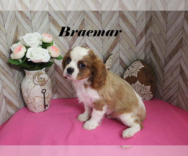 Medium Photo #11 Cavalier King Charles Spaniel Puppy For Sale in CHANUTE, KS, USA