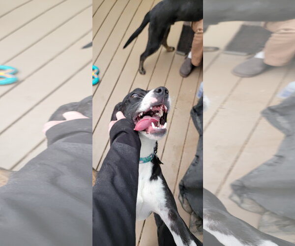 Medium Photo #7 Mutt Puppy For Sale in Sandy, UT, USA