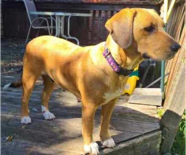 Medium Photo #1 Mutt Puppy For Sale in Plainfield, IL, USA