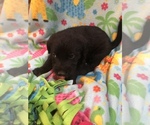Small Photo #3 Australian Labradoodle Puppy For Sale in ALDRICH, MO, USA