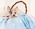 Puppy Hector Chihuahua
