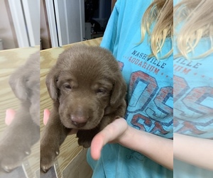 Labrador Retriever Puppy for sale in CHRISNEY, IN, USA