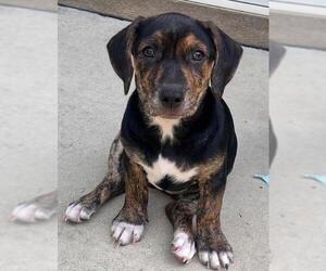 Dachshund-Unknown Mix Dogs for adoption in Los Angeles, CA, USA