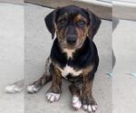 Small Dachshund Mix