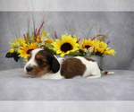 Small Photo #4 Dachshund Puppy For Sale in BRADFORD, TN, USA