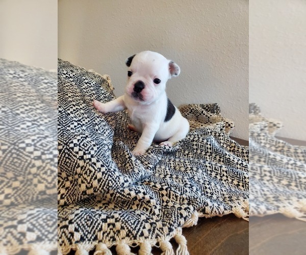 Medium Photo #4 French Bulldog Puppy For Sale in HUMBOLDT, SD, USA