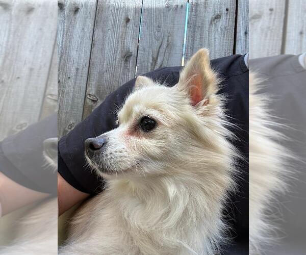 Medium Photo #2 Chiranian Puppy For Sale in Mission Viejo, CA, USA