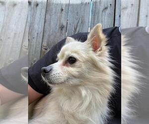 Chiranian Dogs for adoption in Mission Viejo, CA, USA