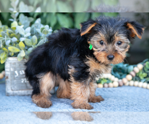 Medium Photo #3 Yorkshire Terrier Puppy For Sale in SALEM, IN, USA