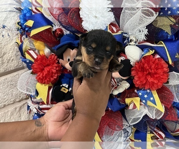 Medium Photo #11 Rottweiler Puppy For Sale in FORT WORTH, TX, USA