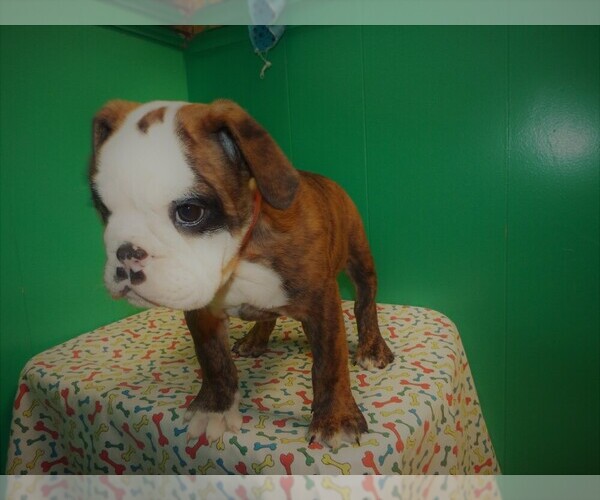 Medium Photo #5 Beabull Puppy For Sale in PATERSON, NJ, USA