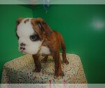 Small Photo #5 Beabull Puppy For Sale in PATERSON, NJ, USA