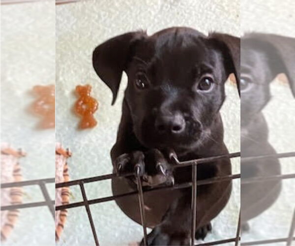 Medium Photo #2 American Staffordshire Terrier-Labrador Retriever Mix Puppy For Sale in Lakewood, CO, USA
