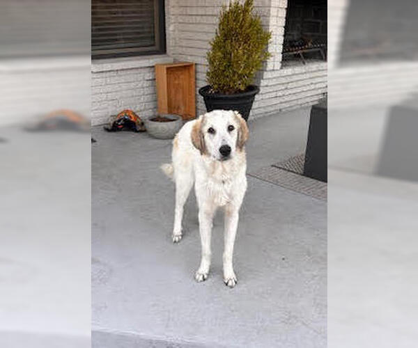 Medium Photo #5 Great Pyrenees-Unknown Mix Puppy For Sale in Dallas, TX, USA