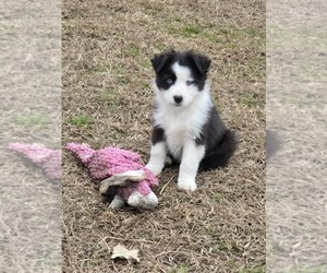 Miniature Australian Shepherd Puppy for sale in ELIZABETH CITY, NC, USA