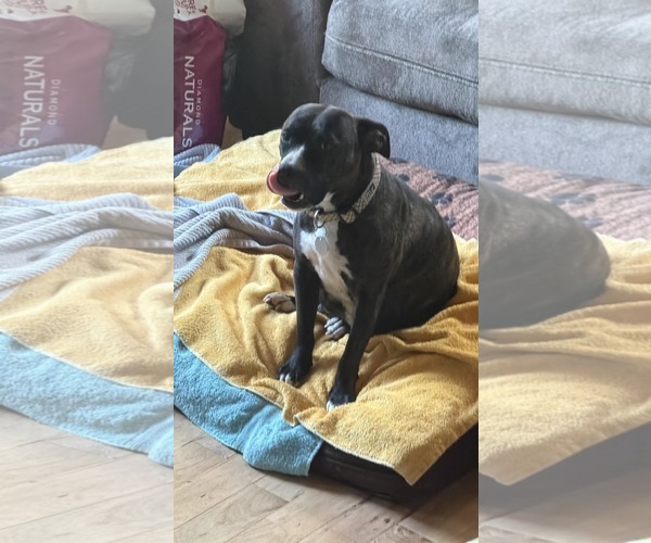 Medium Photo #3 Mutt Puppy For Sale in Holly Springs, NC, USA