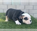 Small Photo #7 English Bulldog Puppy For Sale in MEMPHIS, TN, USA