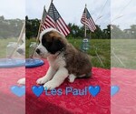 Puppy Les Paul Saint Bernard