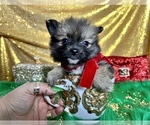 Small Photo #17 Pomeranian Puppy For Sale in HAYWARD, CA, USA