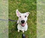 Small #1 American Pit Bull Terrier Mix