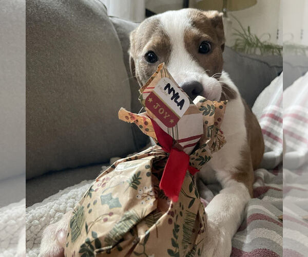 Medium Photo #2 American Staffordshire Terrier-Unknown Mix Puppy For Sale in Plymouth, MN, USA