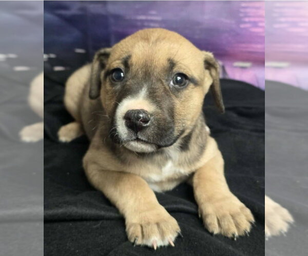 Medium Photo #10 Mutt Puppy For Sale in Lakewood, CO, USA