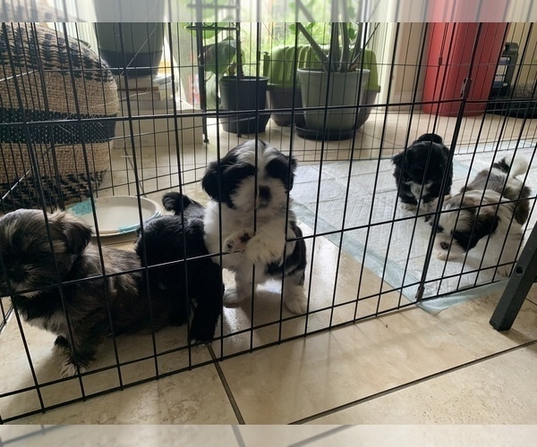 Medium Photo #3 Shih Tzu Puppy For Sale in LONGWOOD, FL, USA