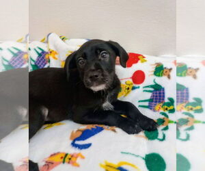 Chihuahua-Unknown Mix Dogs for adoption in York, SC, USA