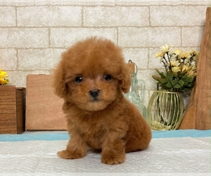 Poodle (Toy) Puppy for sale in WASHINGTON, DC, USA
