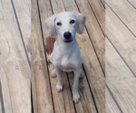 Small #2 Mutt