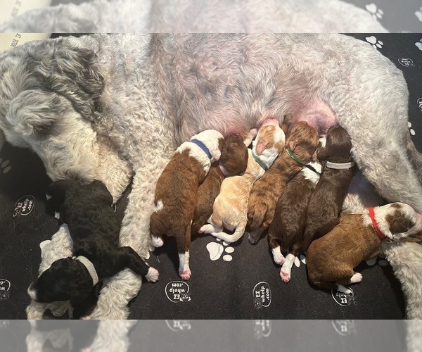 Medium Photo #1 Sheepadoodle Puppy For Sale in BUFFALO, MN, USA