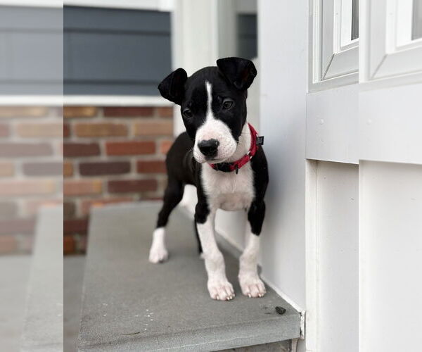 Medium Photo #15 Labrador Retriever-Unknown Mix Puppy For Sale in Brewster, NY, USA