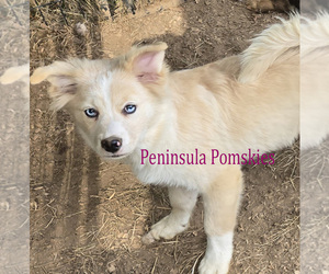Pomsky Puppy for sale in SEQUIM, WA, USA