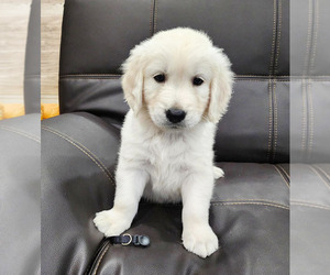 English Cream Golden Retriever Puppy for sale in FLORENCE, CO, USA