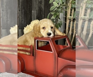 Cocker Spaniel Puppy for sale in CANOGA, NY, USA