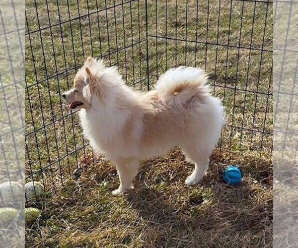 Medium Photo #1 Pomeranian Puppy For Sale in ROCK VALLEY, IA, USA