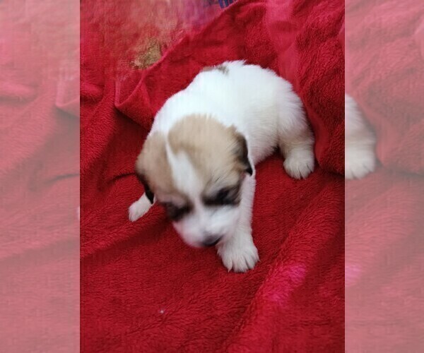 Medium Photo #20 Great Pyrenees Puppy For Sale in BANCROFT, WI, USA