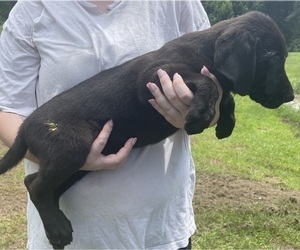 Labrador Retriever Puppy for sale in OSYKA, MS, USA
