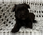 Small Photo #5 Schnauzer (Miniature) Puppy For Sale in KILLEEN, TX, USA