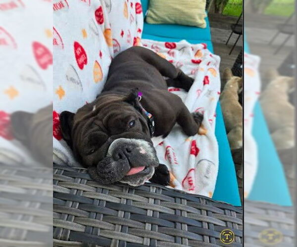 Medium Photo #4 Bulldog Puppy For Sale in St. Louis Park, MN, USA