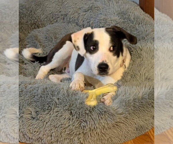 Medium Photo #1 Borador Puppy For Sale in Alexander, AR, USA